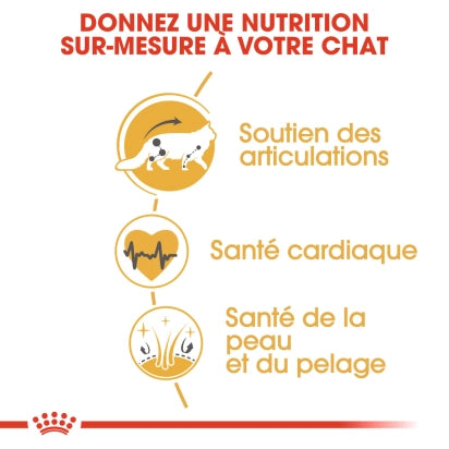 ROYAL CANIN MAINE COON ADULT CHAT A PARTIR DE 15 MOIS 4KG